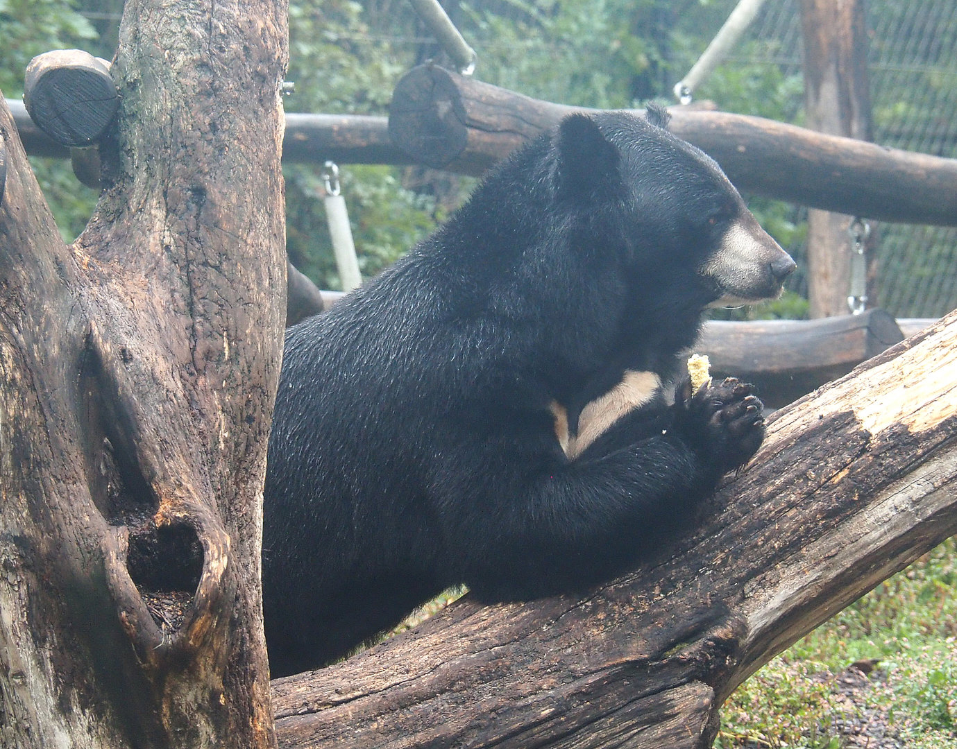 Asiatic Black Bear (Ursus thibetanus), 2022-09-14