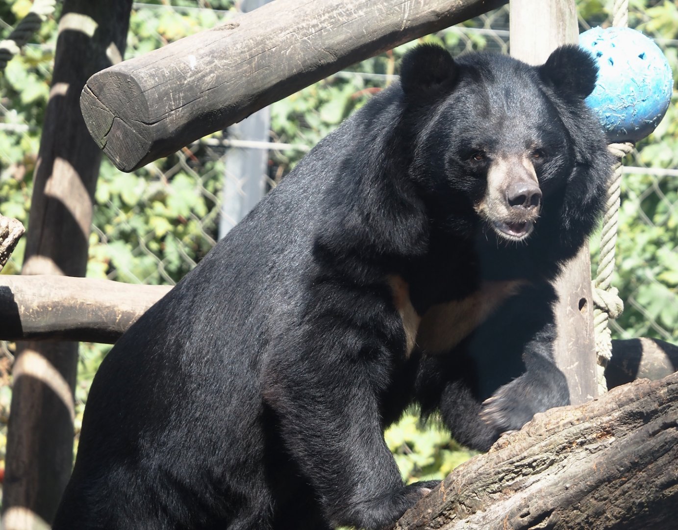 Asiatic black bear (Ursus thibetanus), 2024-09-17
