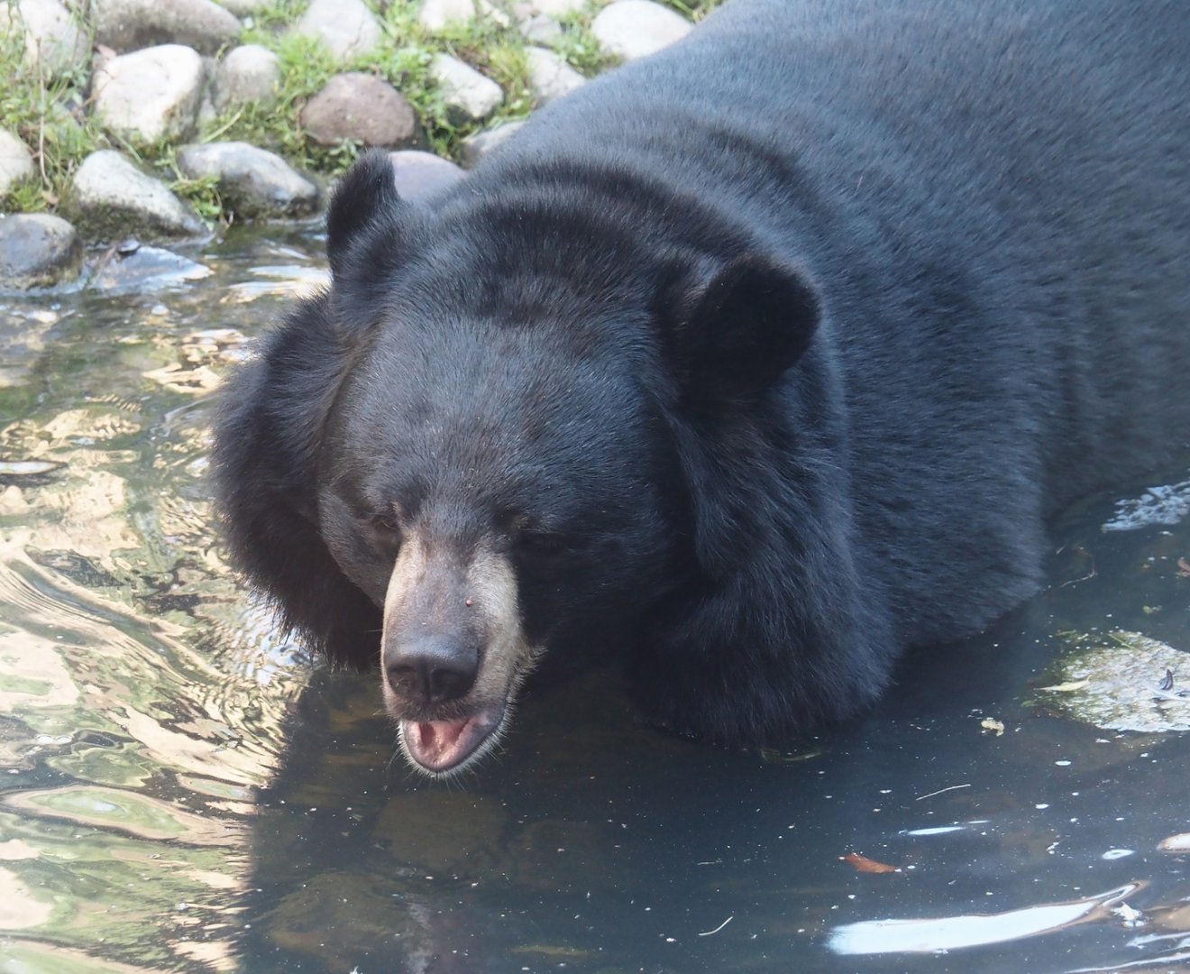 Asiatic black bear (Ursus thibetanus), 2024-09-17