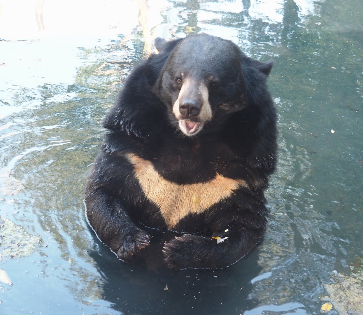 Asiatic black bear (Ursus thibetanus), 2024-09-17
