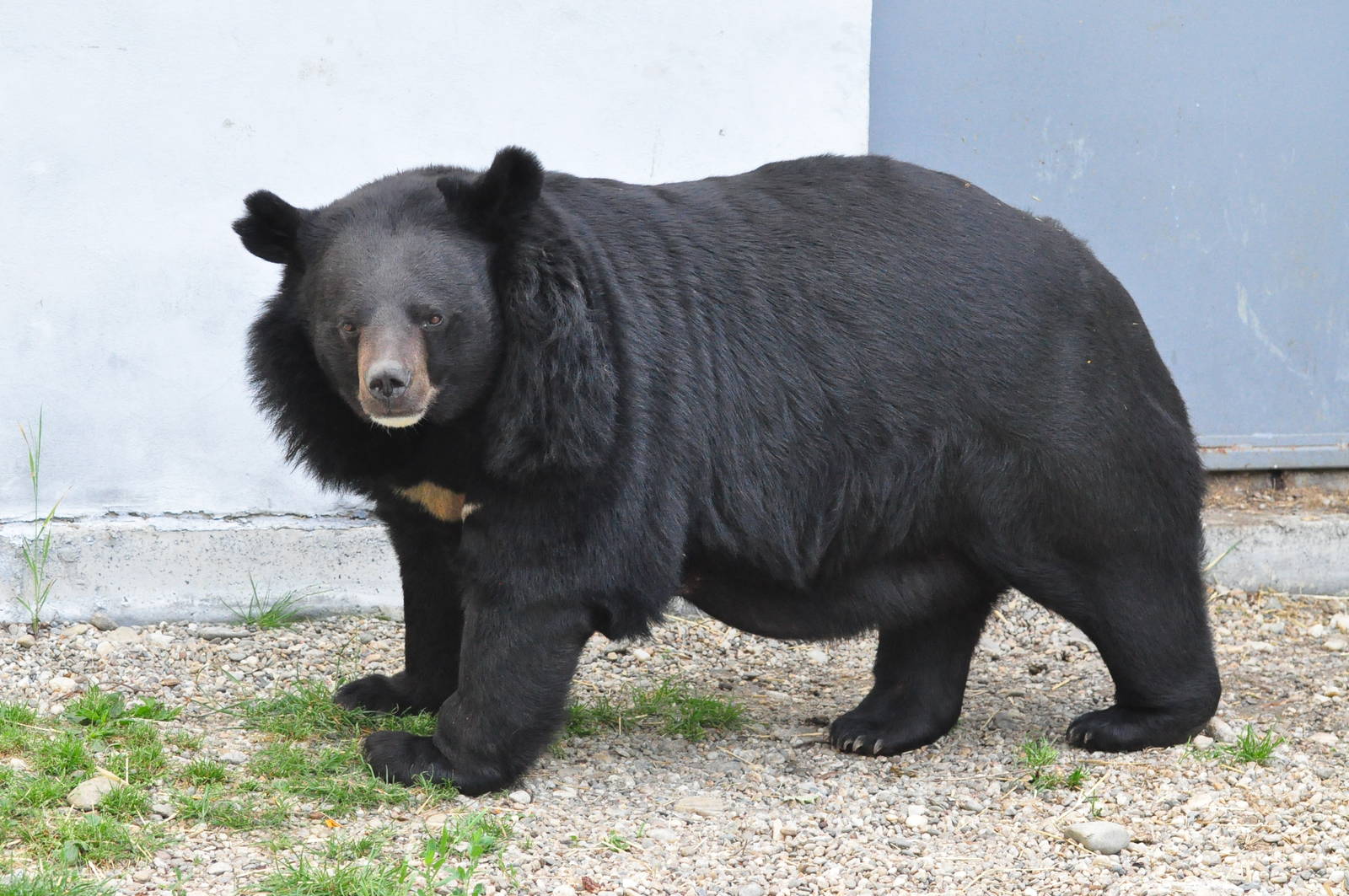 Asiatic black bear/ Ursus thibetanus