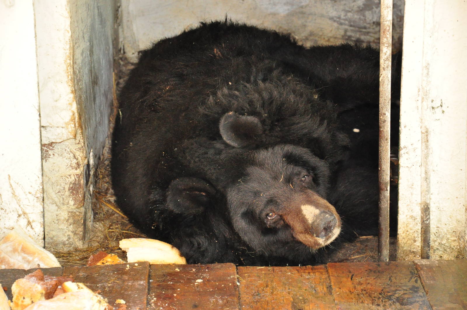 Asiatic black bear/ Ursus thibetanus