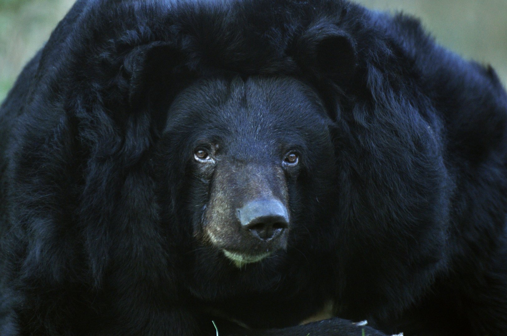 Asiatic Black Bear (Ursus thibetanus)