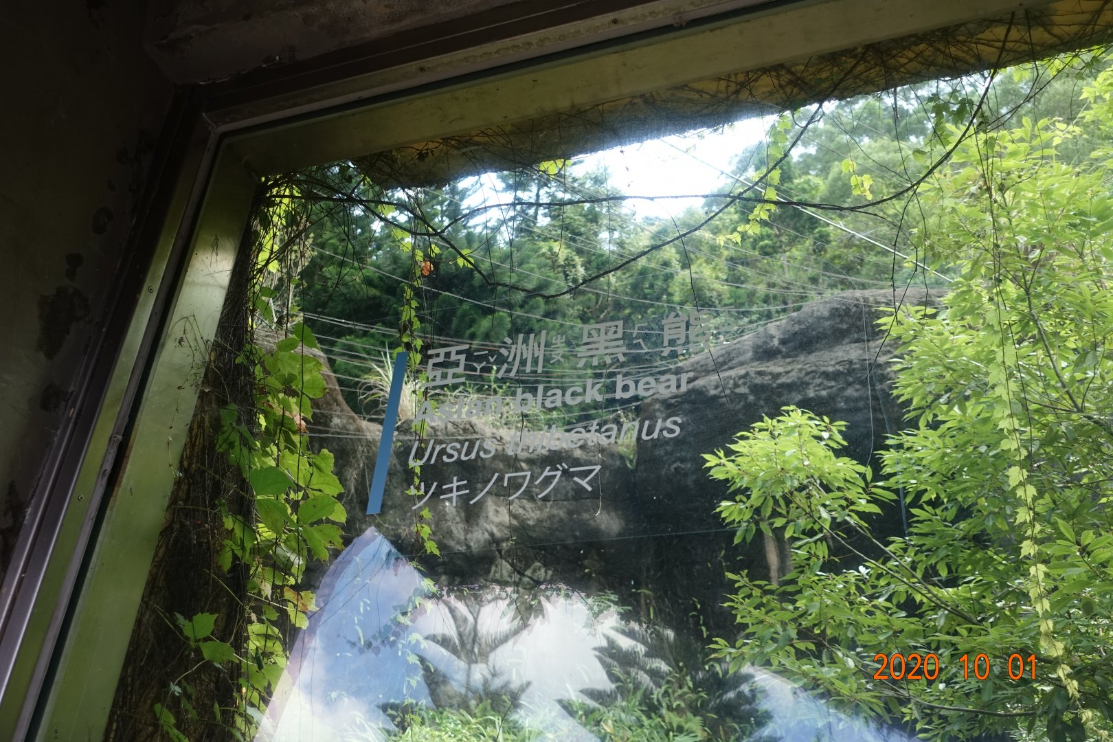 Asiatic Black Bear (Ursus thibetanus)