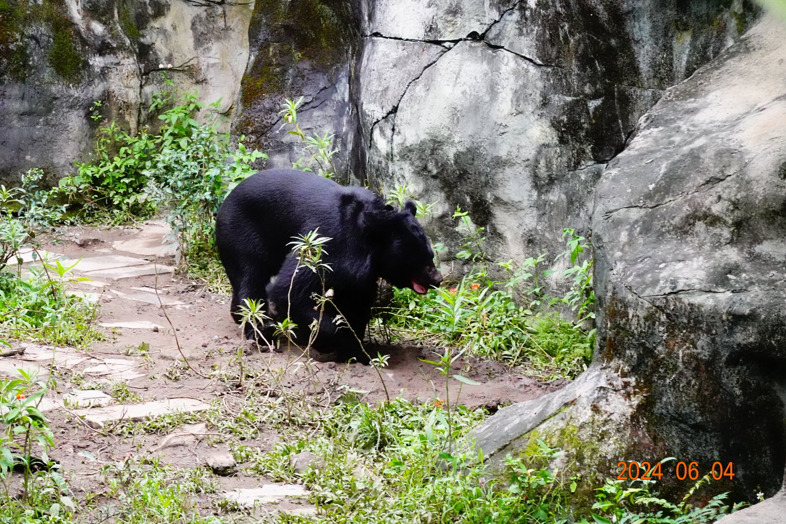 Asiatic Black Bear (Ursus thibetanus)