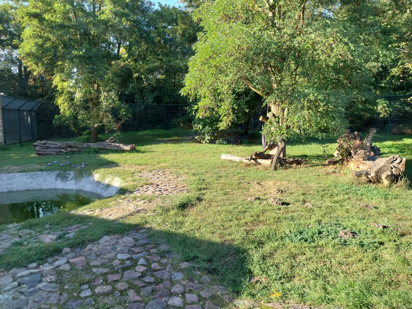 Asiatic Black Bear (Ursus thibetanus)