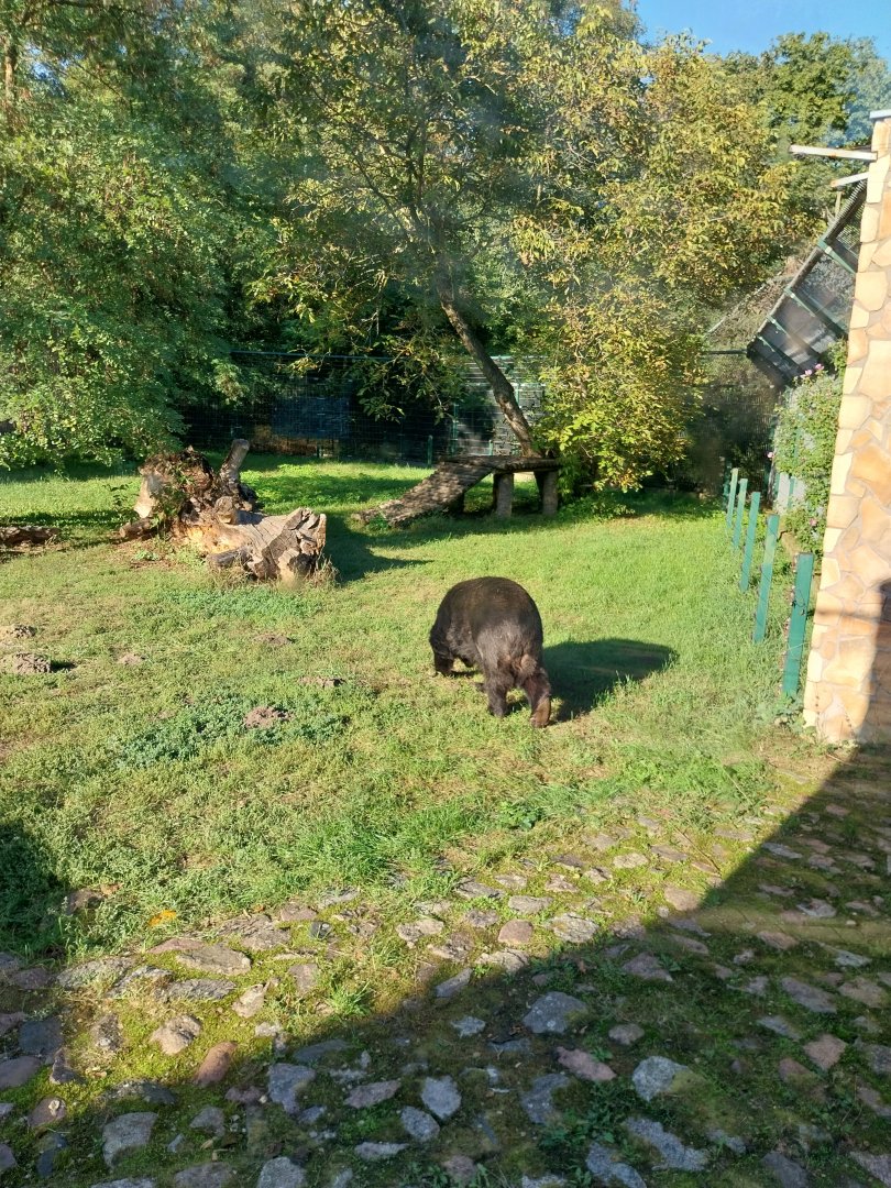 Asiatic Black Bear (Ursus thibetanus)