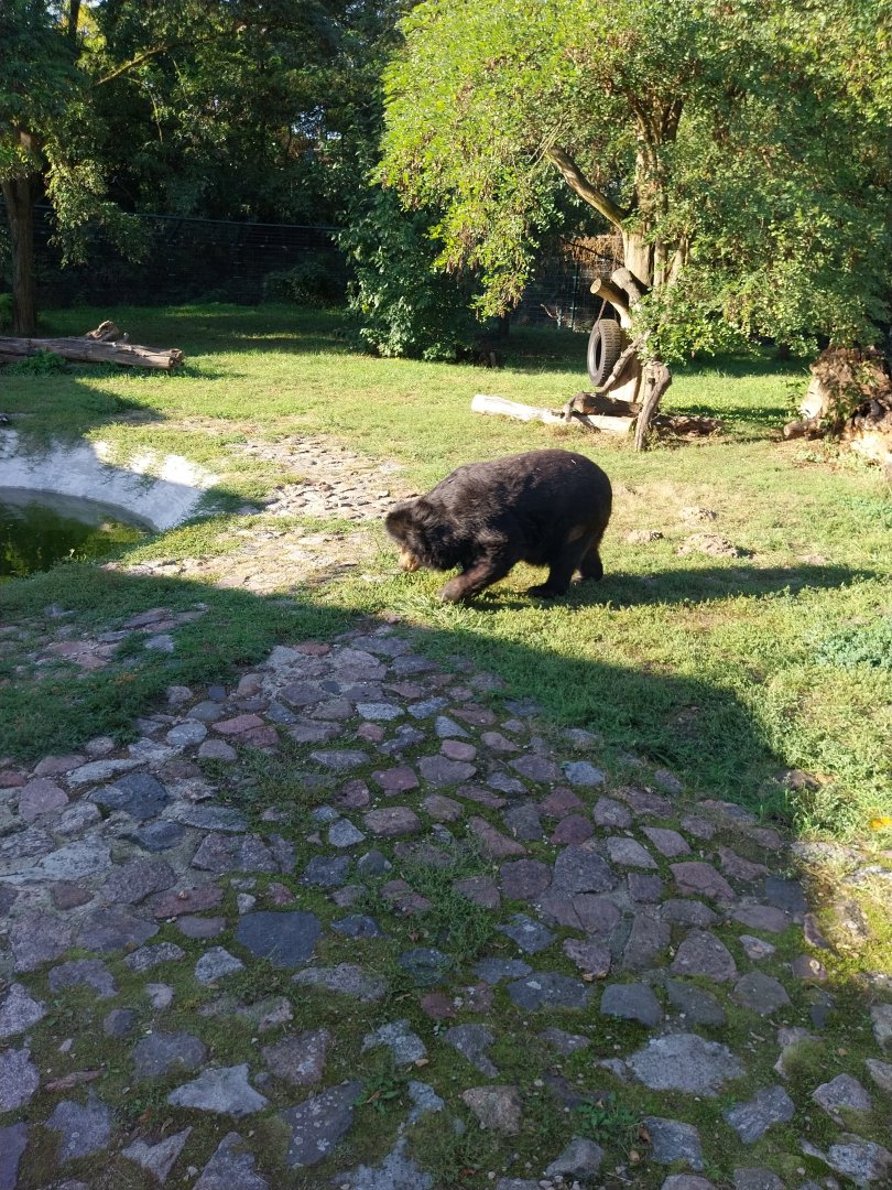 Asiatic Black Bear (Ursus thibetanus)