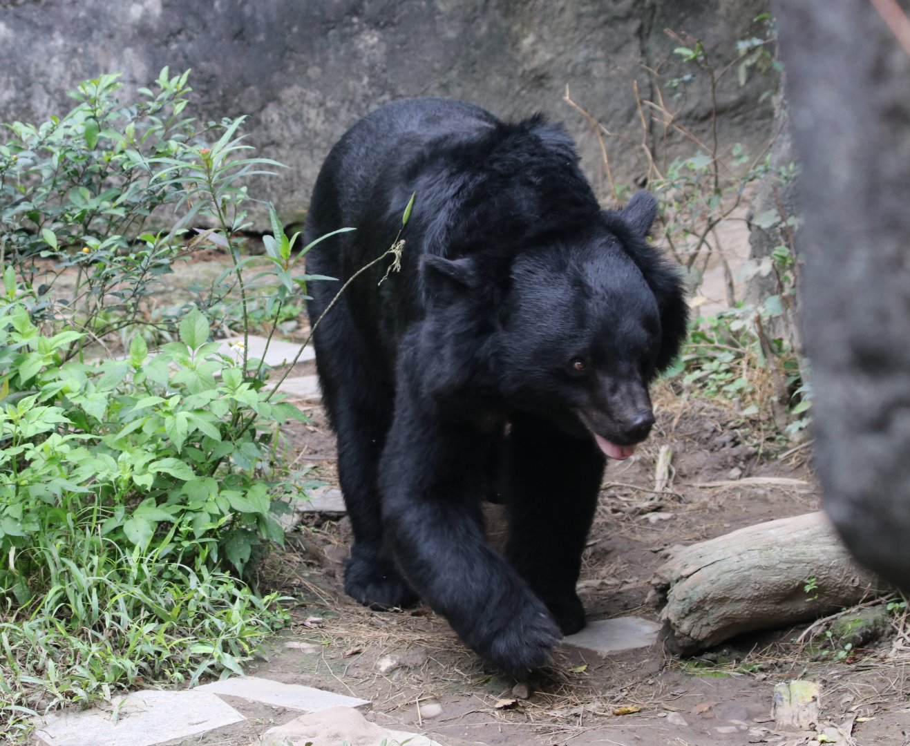 Asiatic Black Bear (Ursus thibetanus)