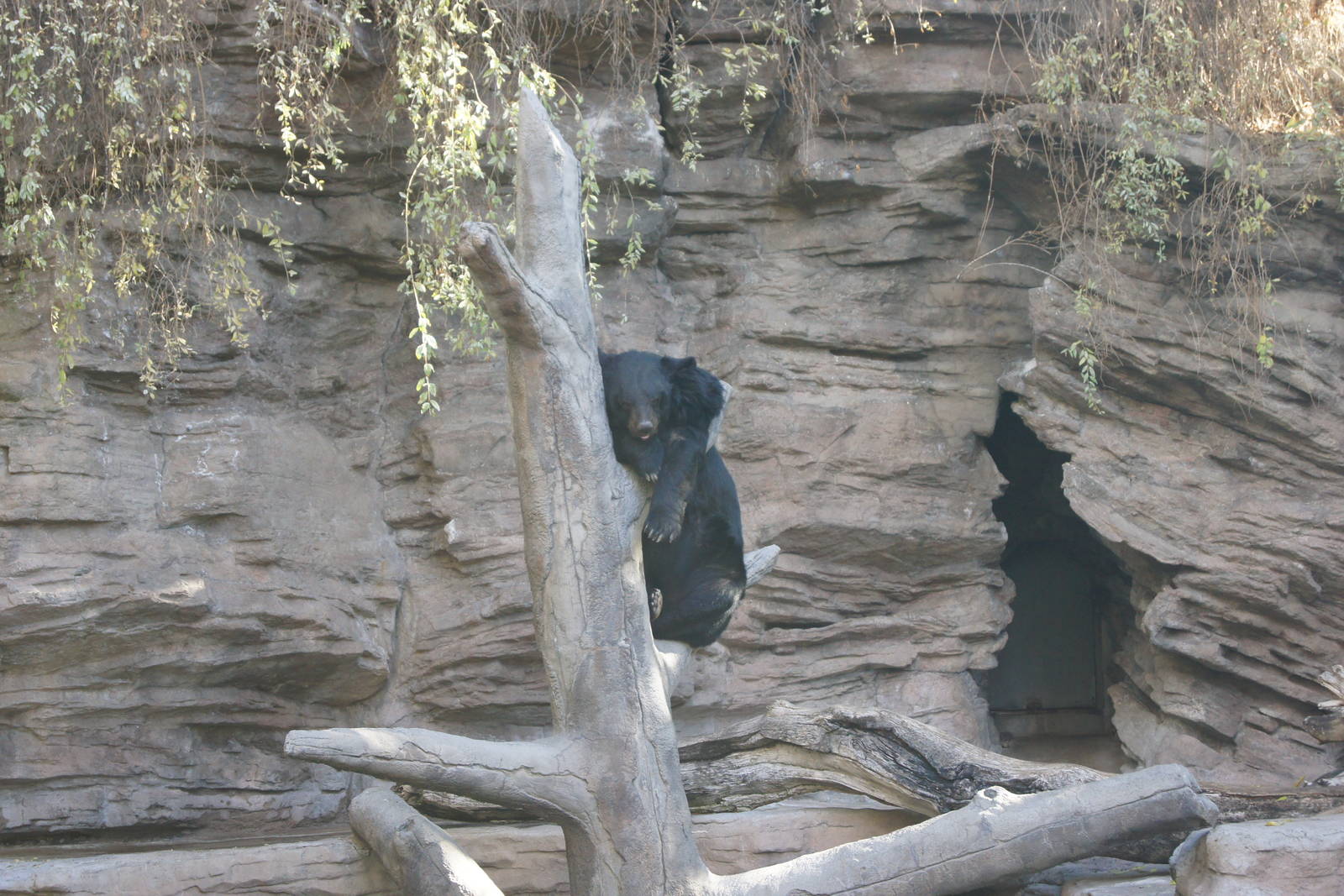 Asiatic Black Bear
