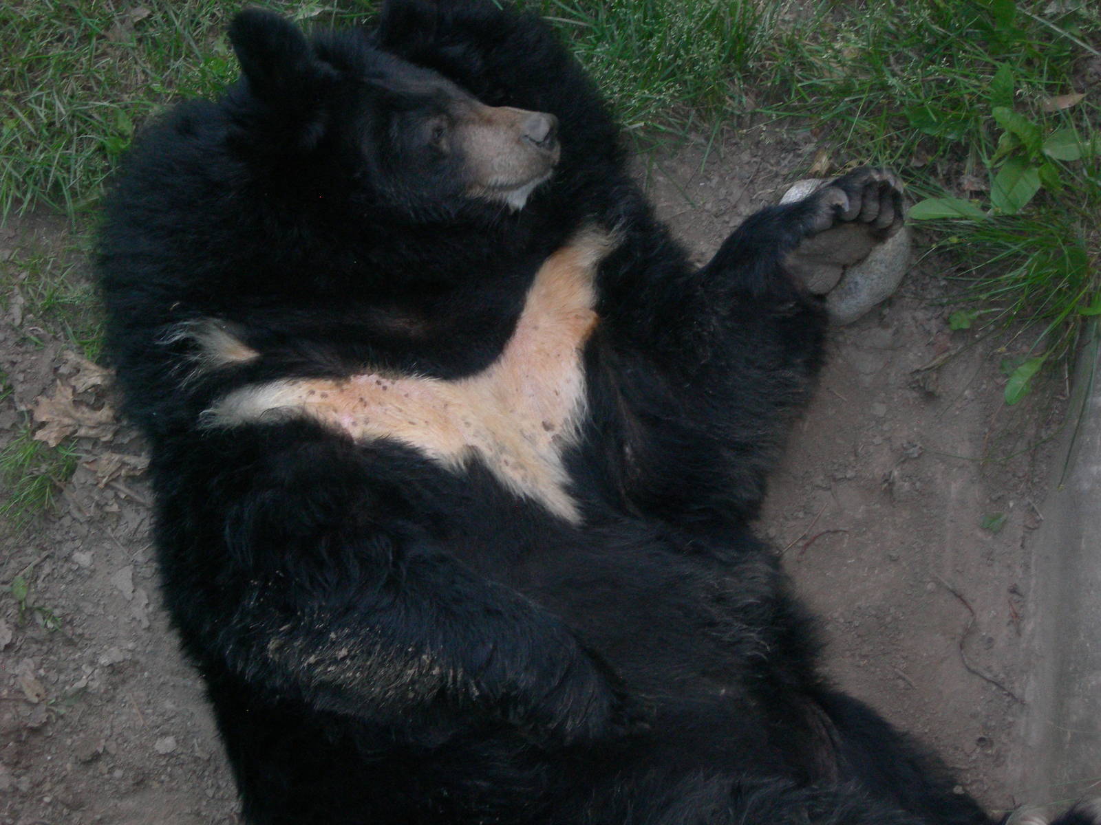 Asiatic Black Bear