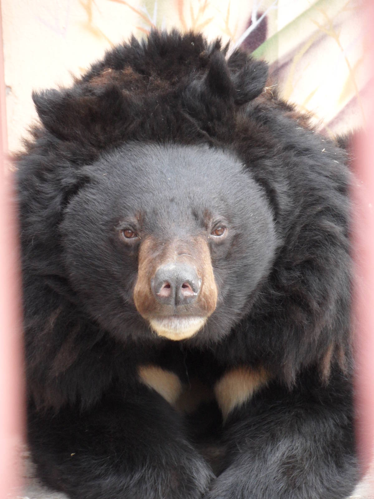 Asiatic black bear
