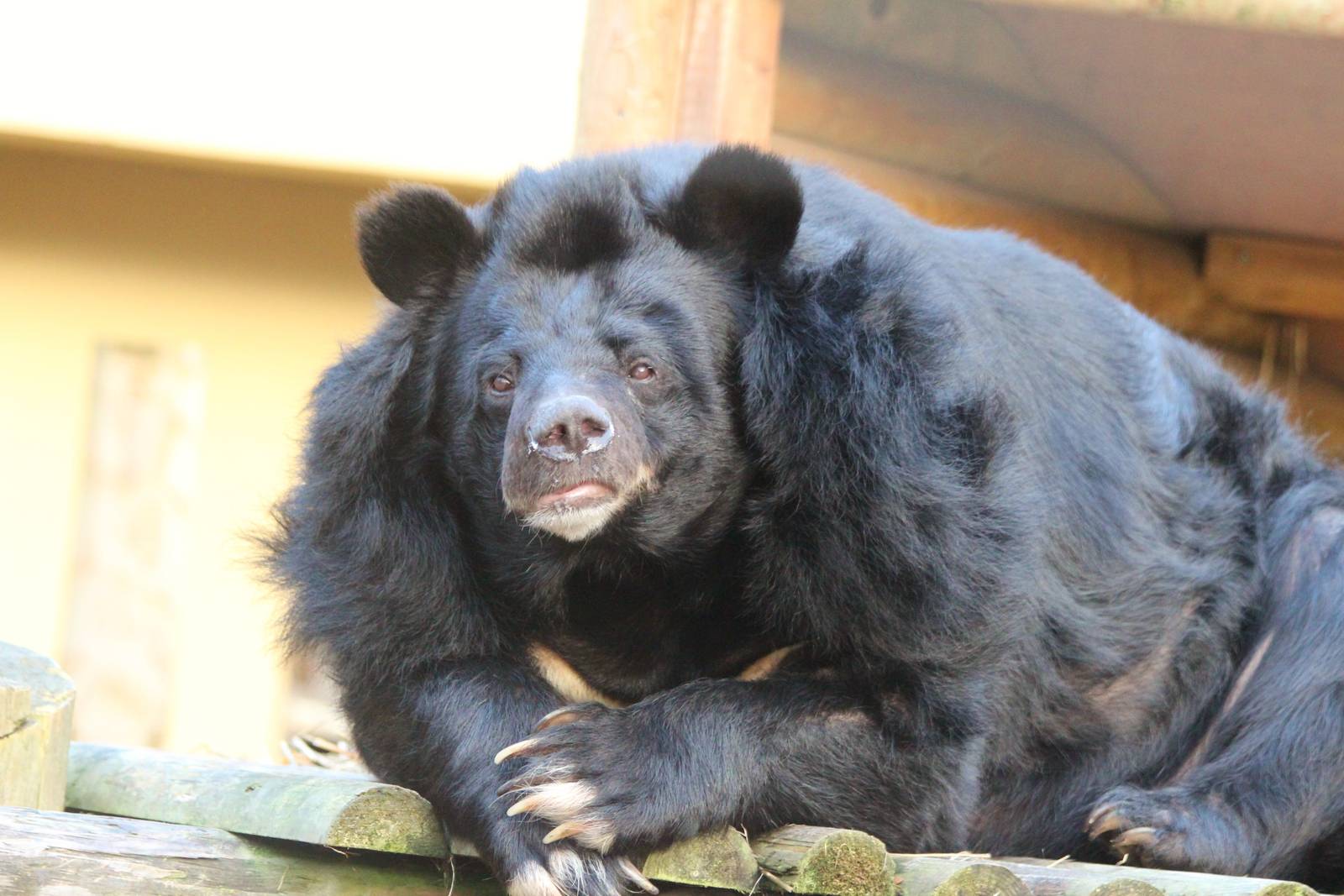 Asiatic Black Bear