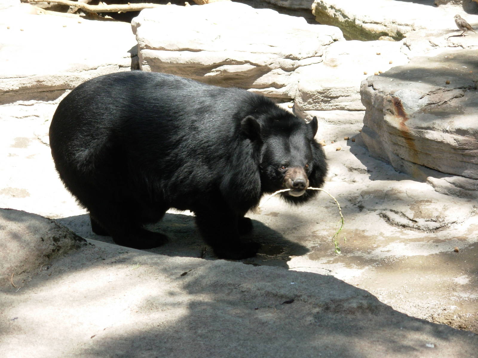 Asiatic Black Bear