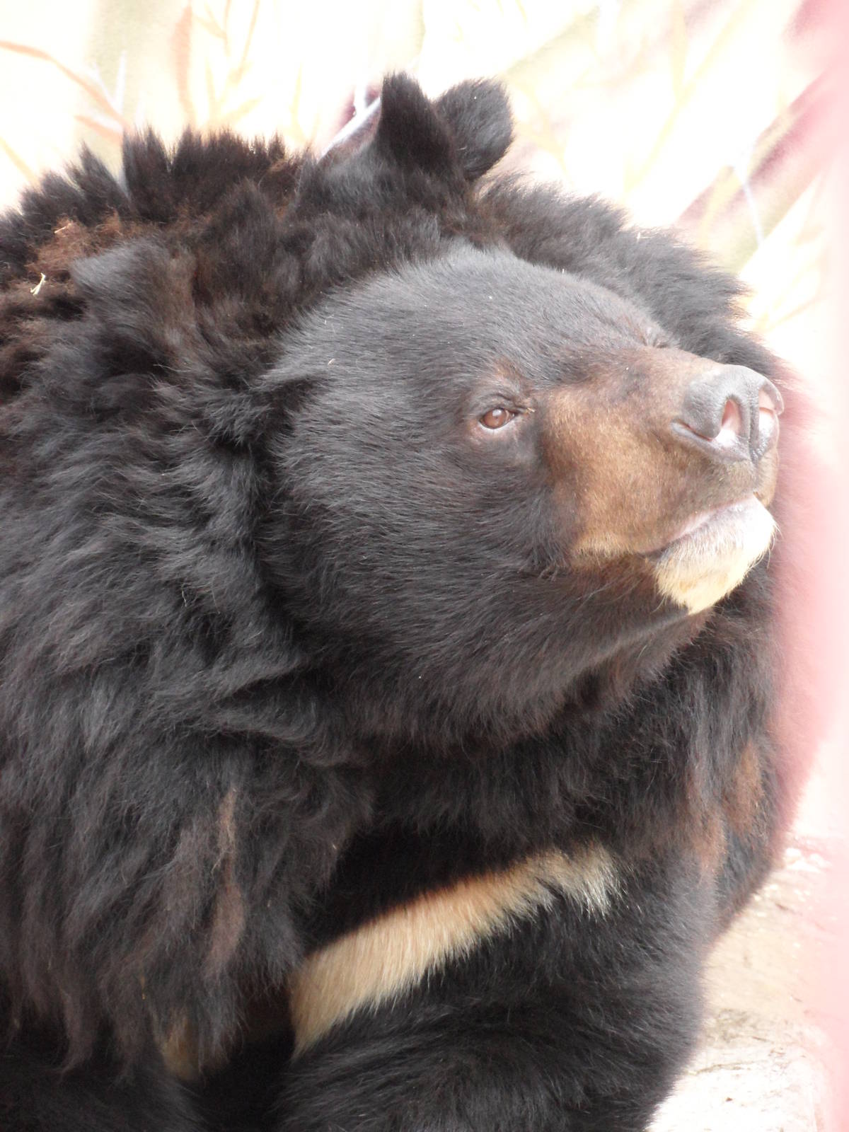 Asiatic black bear