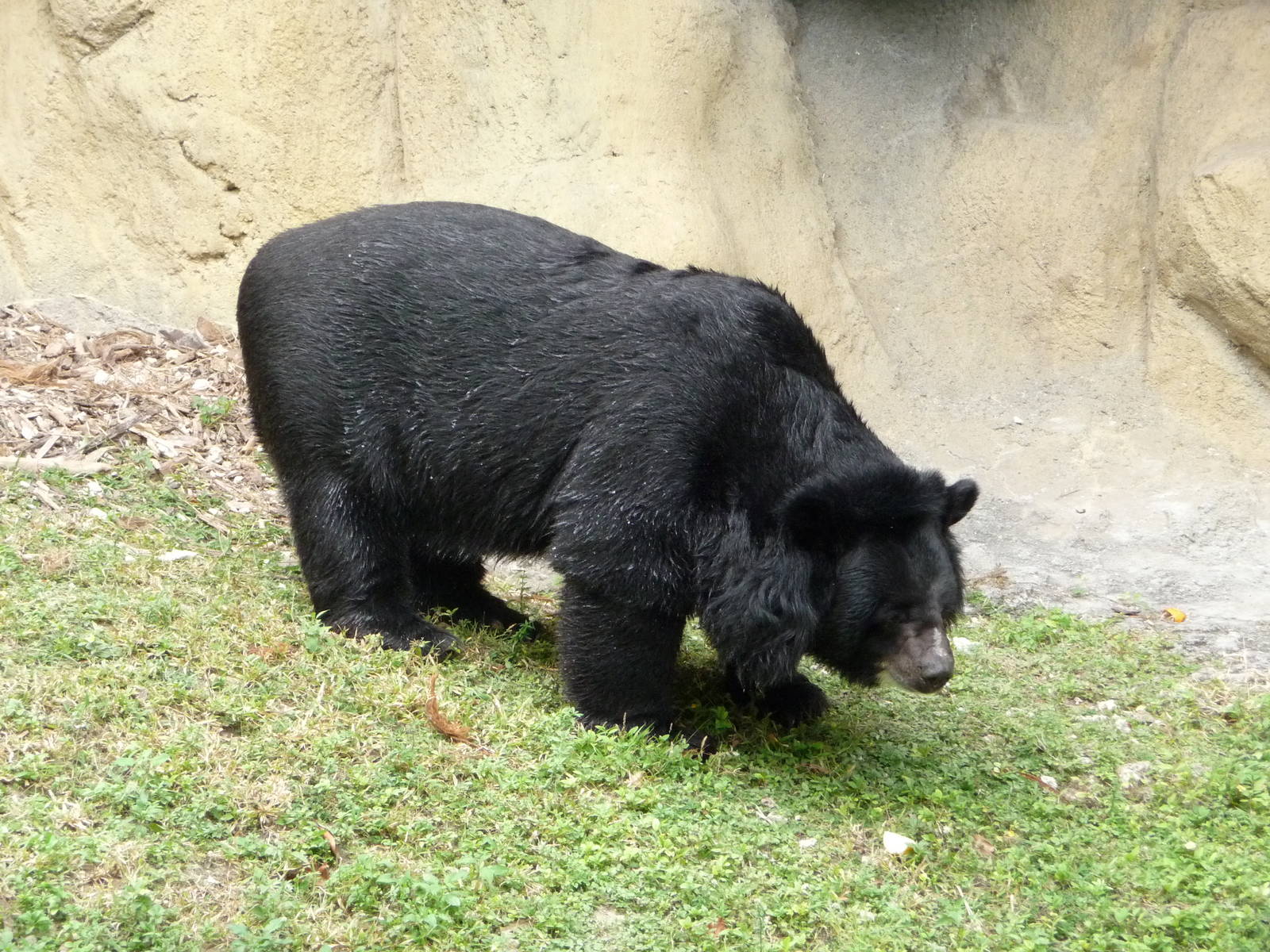 Asiatic Black Bear
