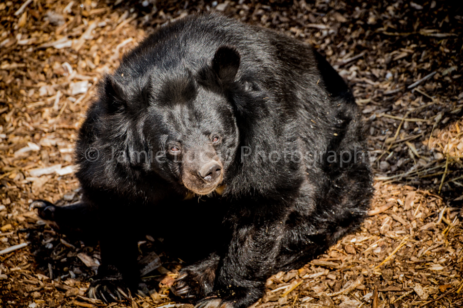 Asiatic Black Bear