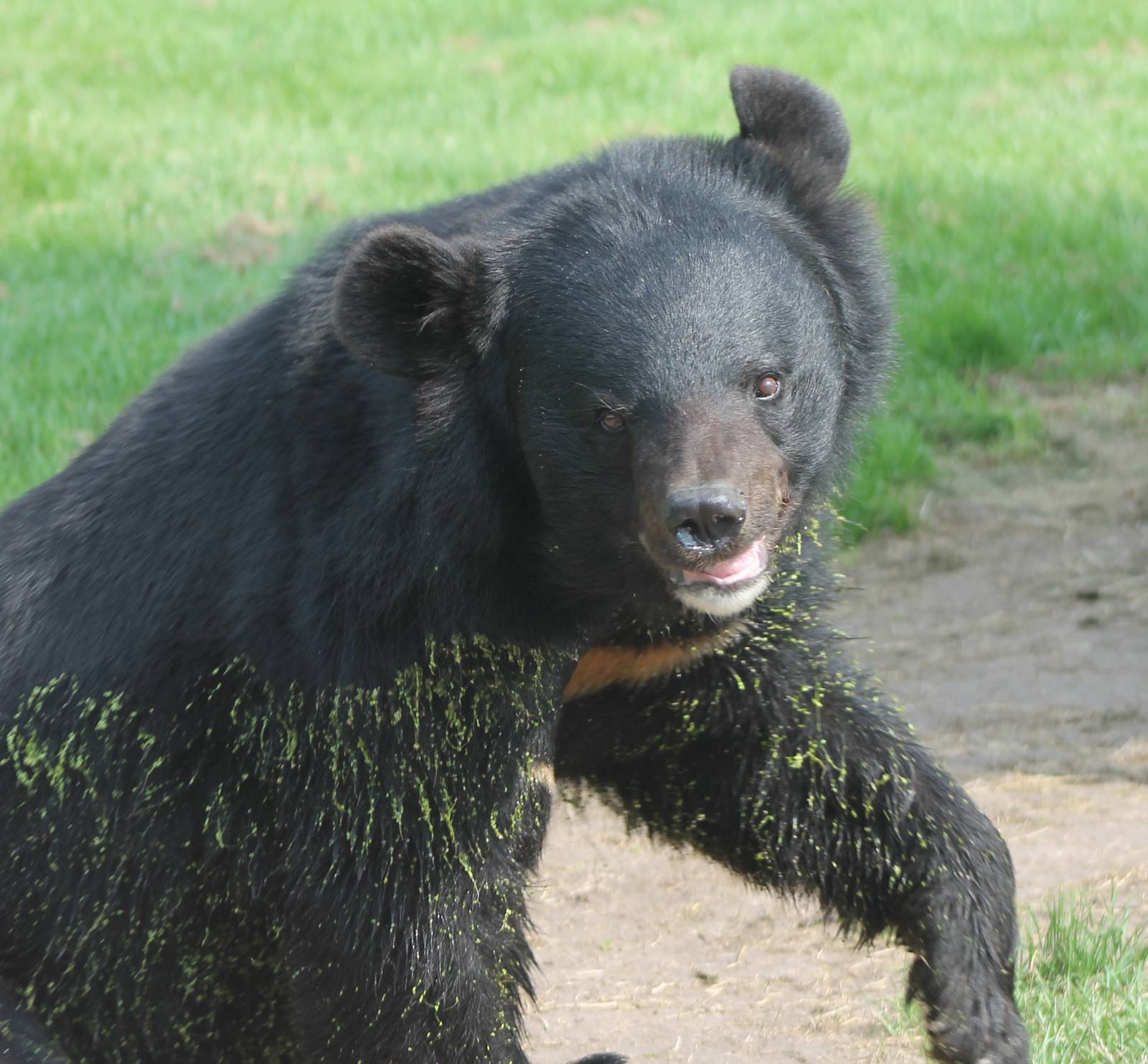 Asiatic black bear