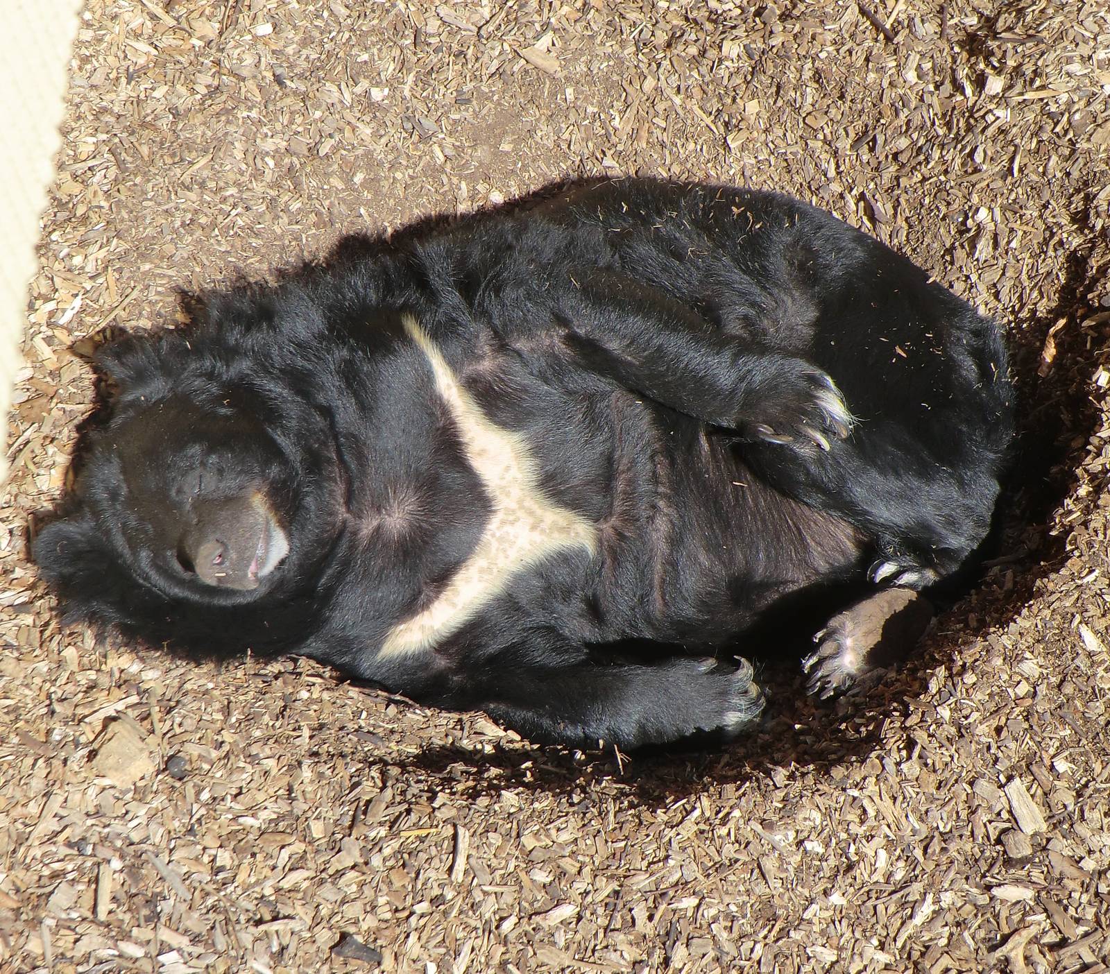 Asiatic Black Bear