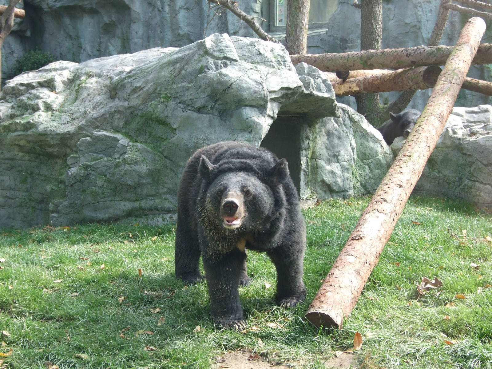 Asiatic black bear