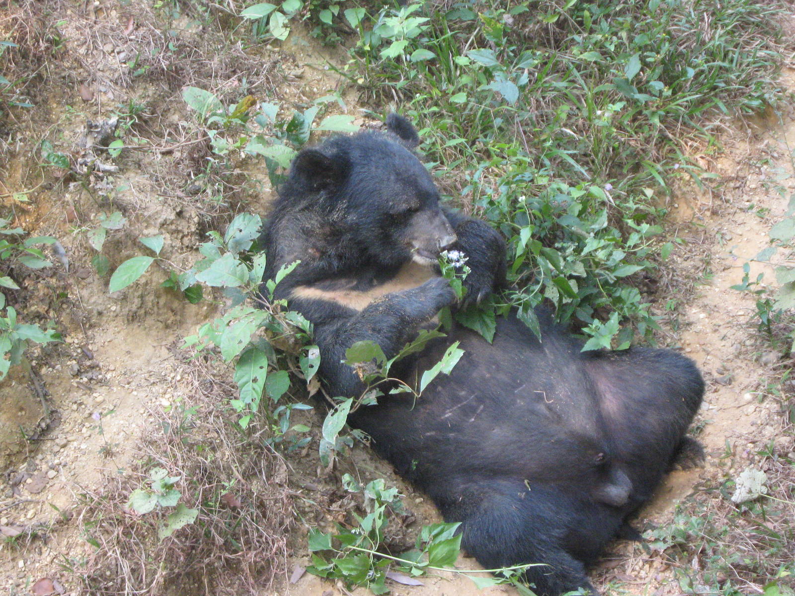 Asiatic Black Bear