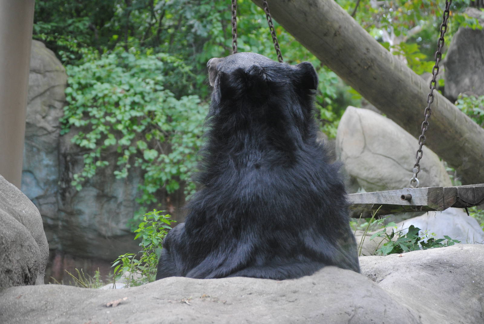 Asiatic Black Bear