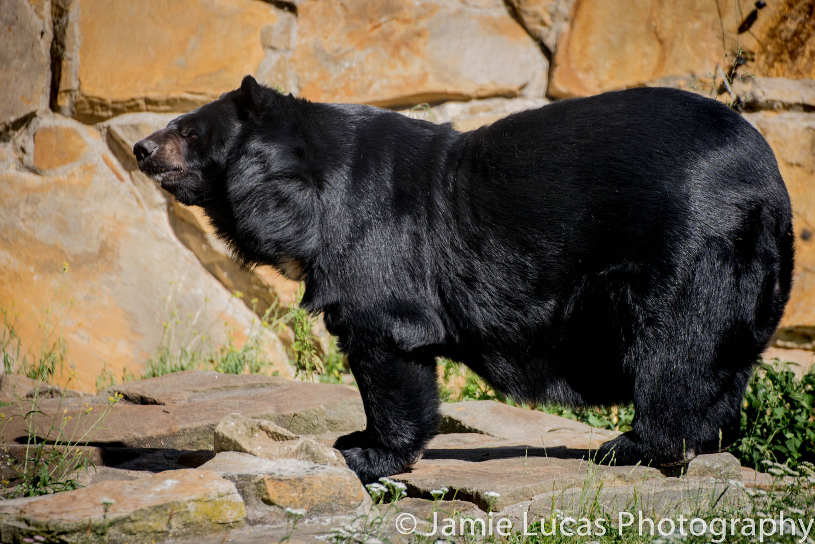 Asiatic Black Bear