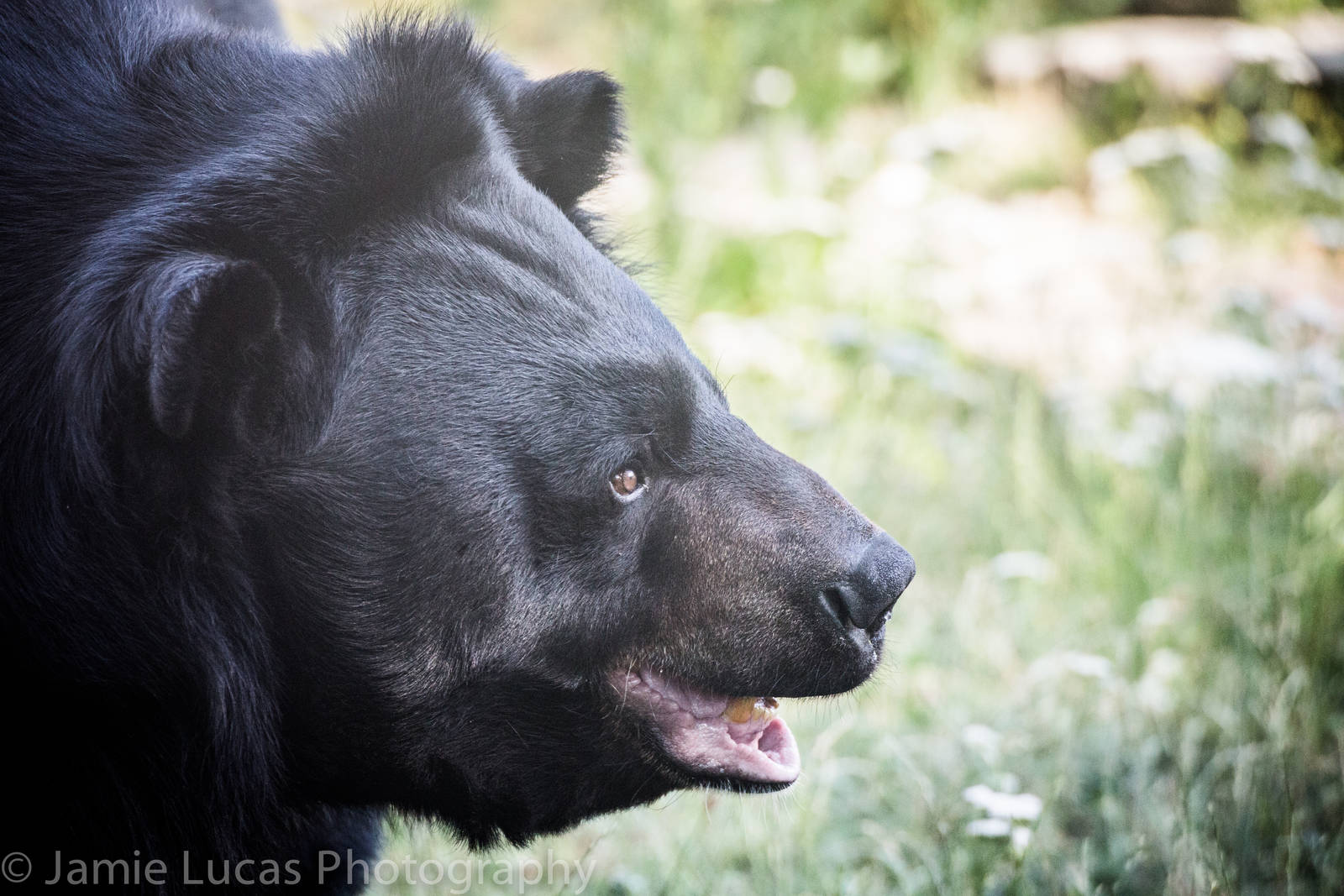 Asiatic Black Bear