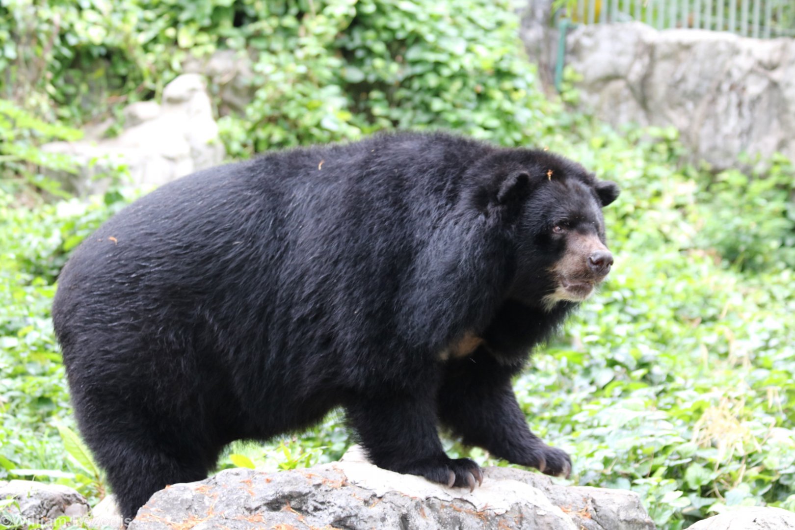 Asiatic Black Bear