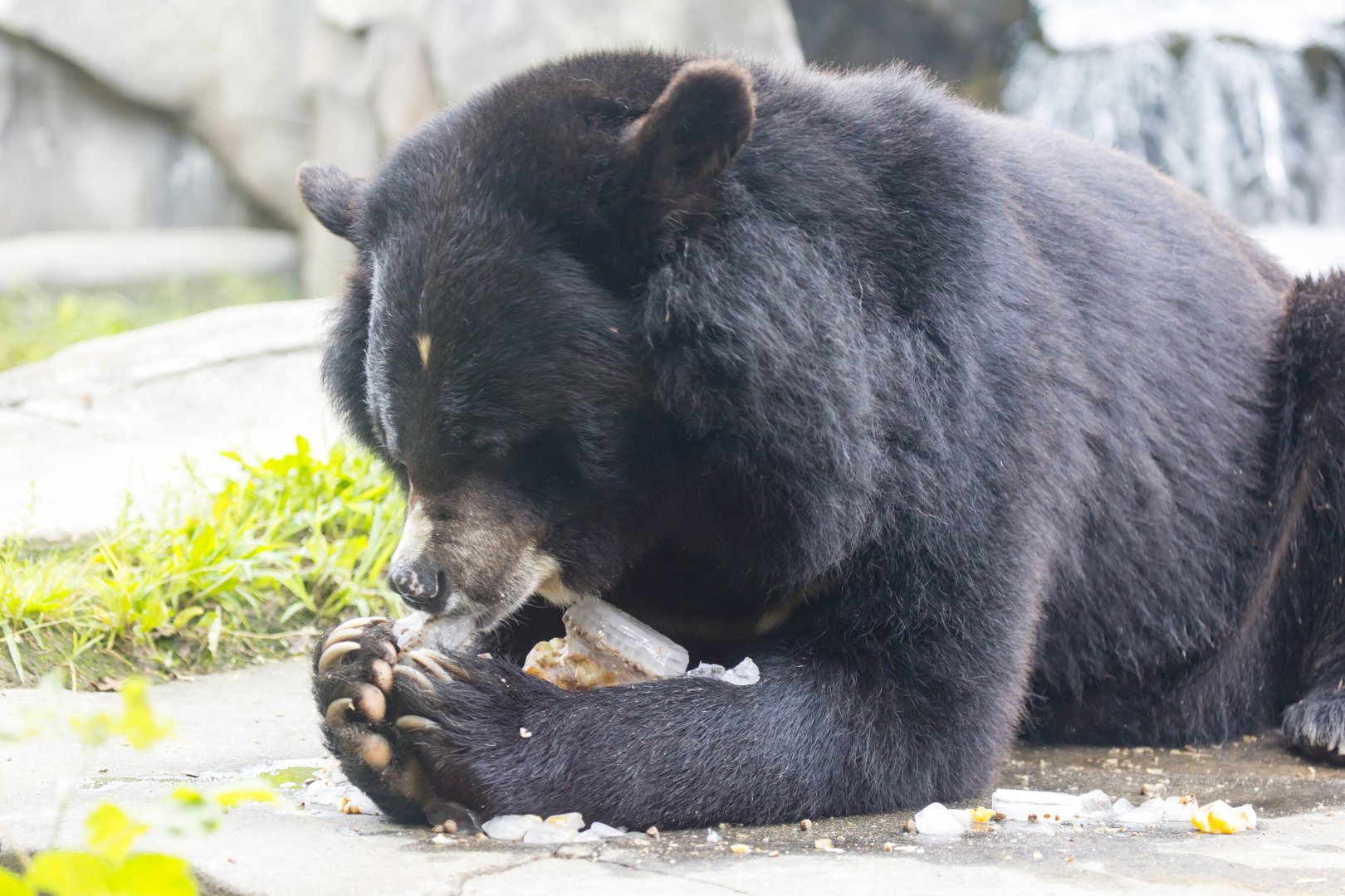 Asiatic Black Bear