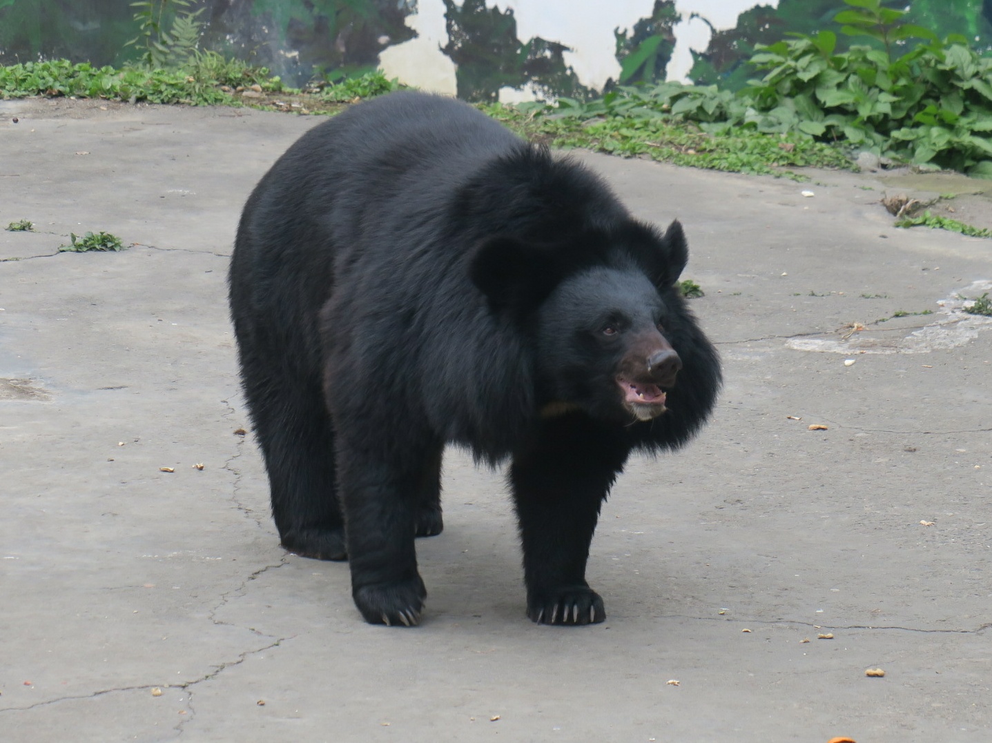 Asiatic black bear