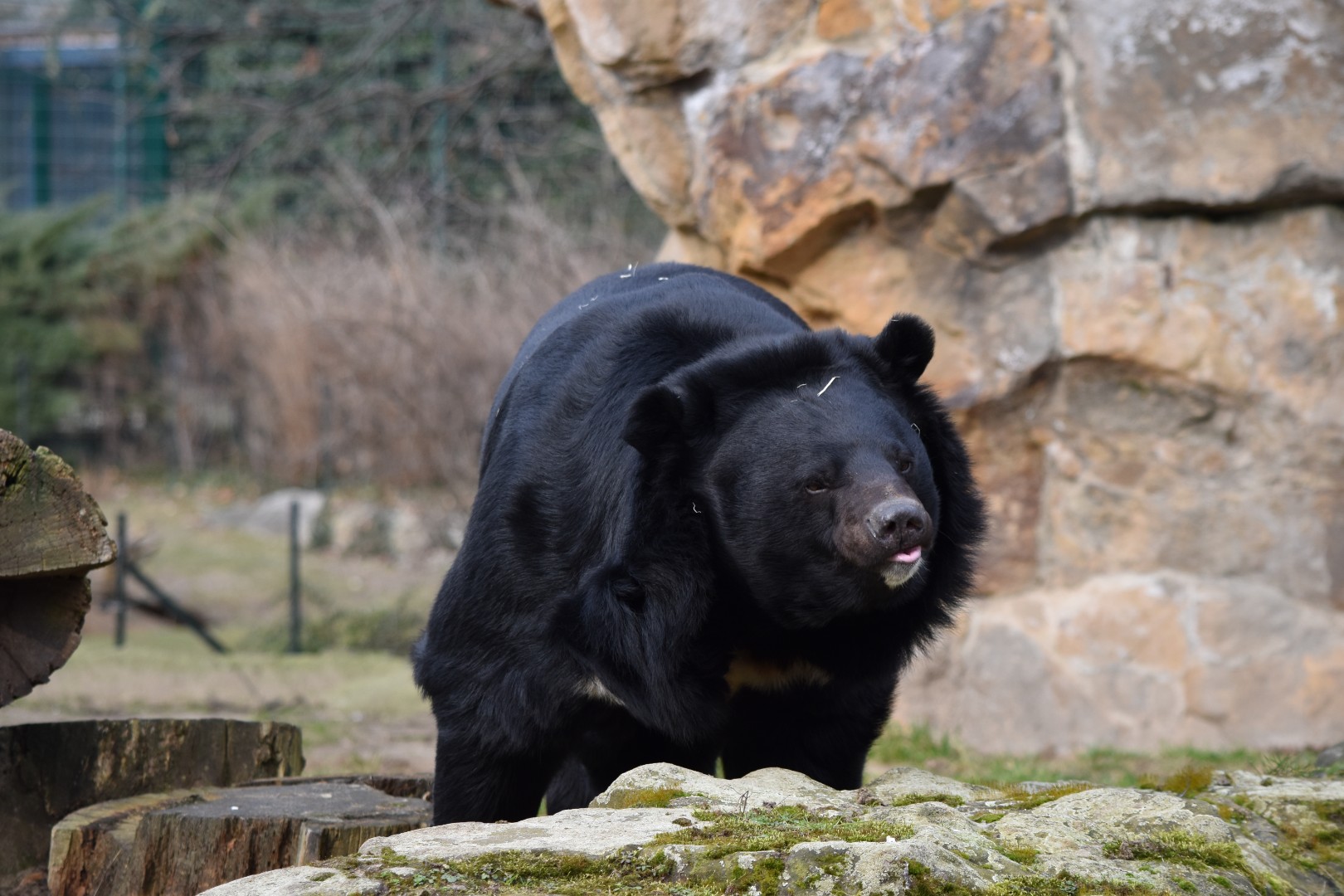 Asiatic black bear