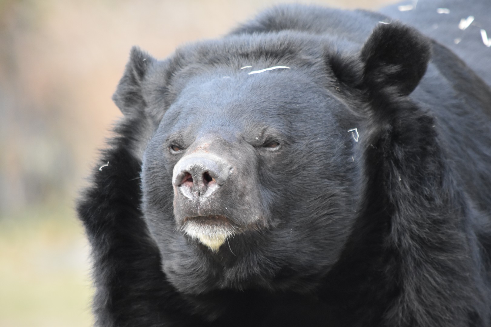 Asiatic black bear