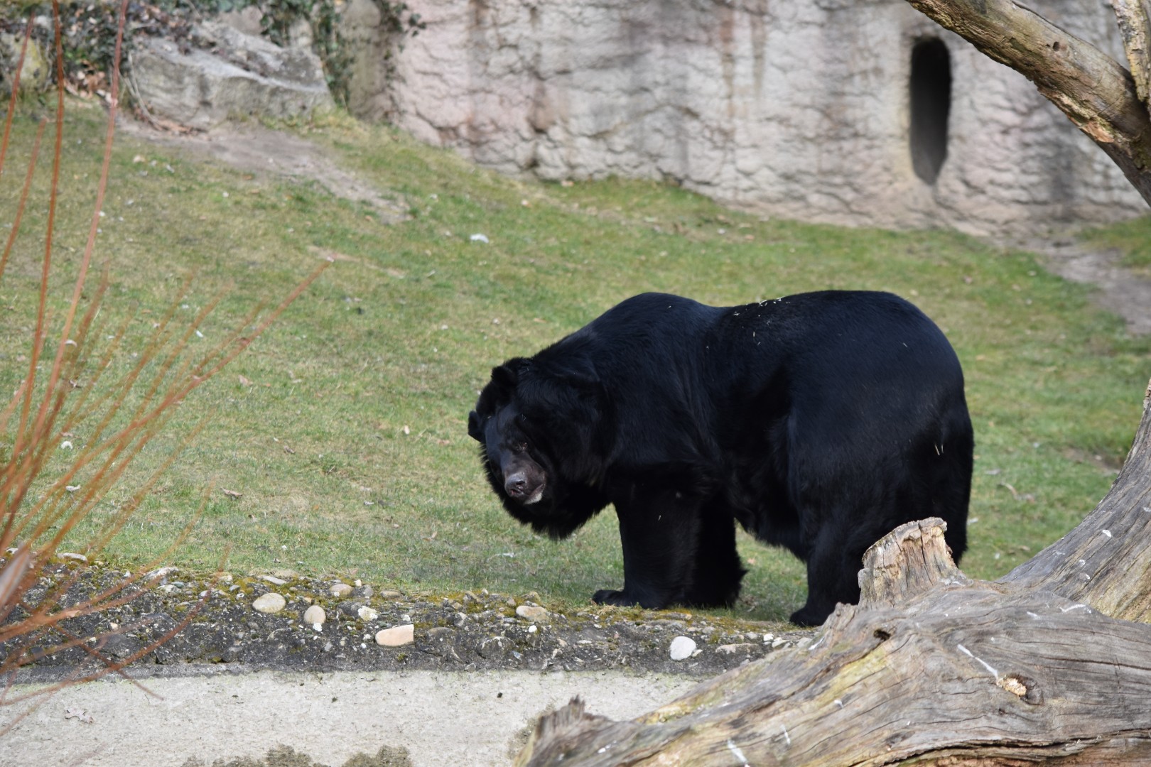 Asiatic black bear