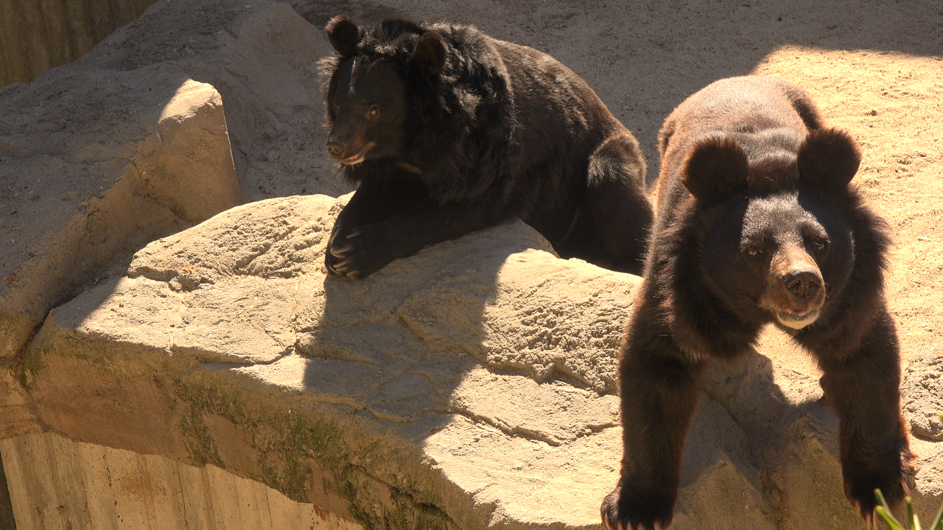 Asiatic black bear