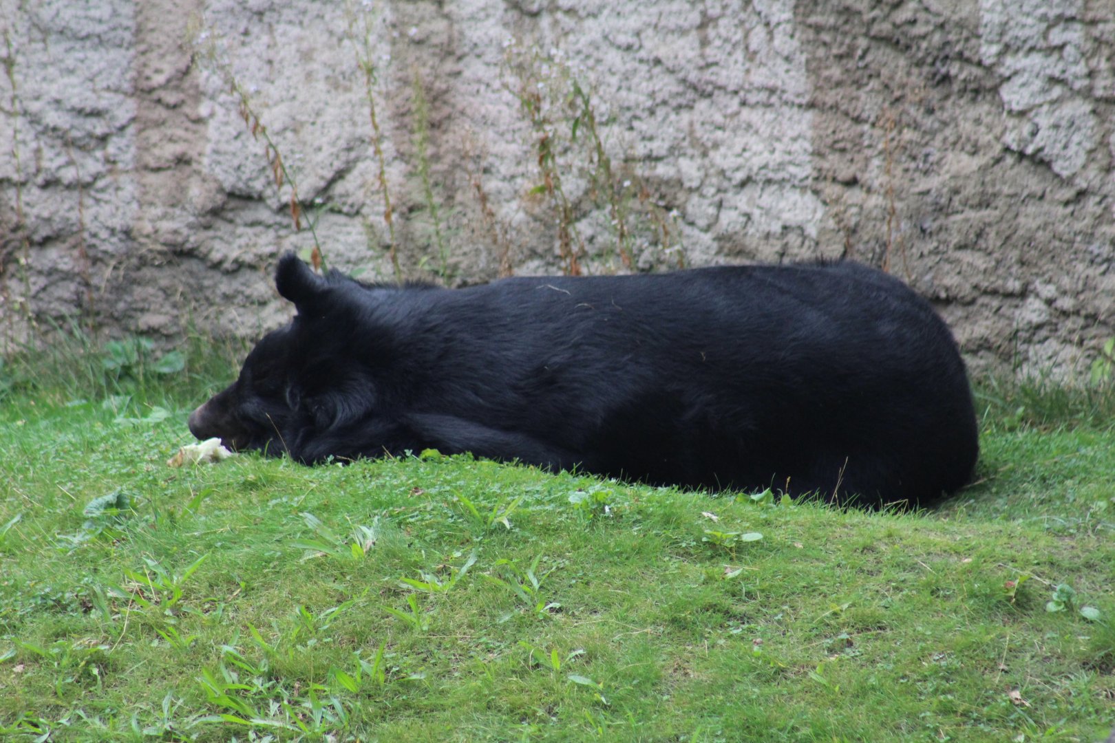 Asiatic Black Bear