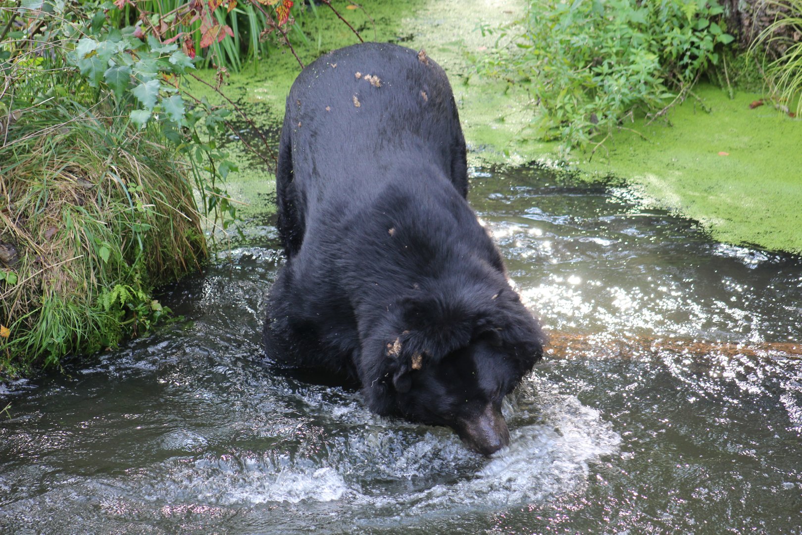 Asiatic Black Bear