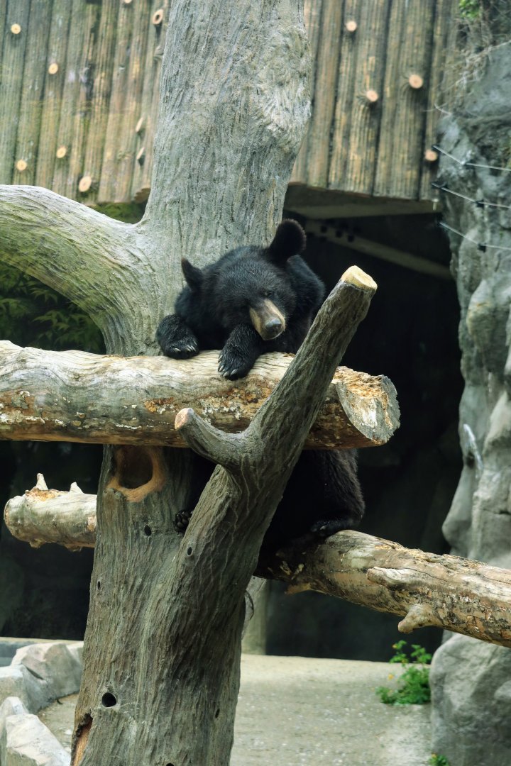 Asiatic Black Bear