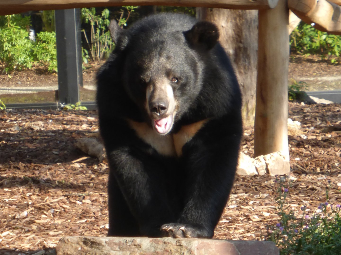 Asiatic black bear