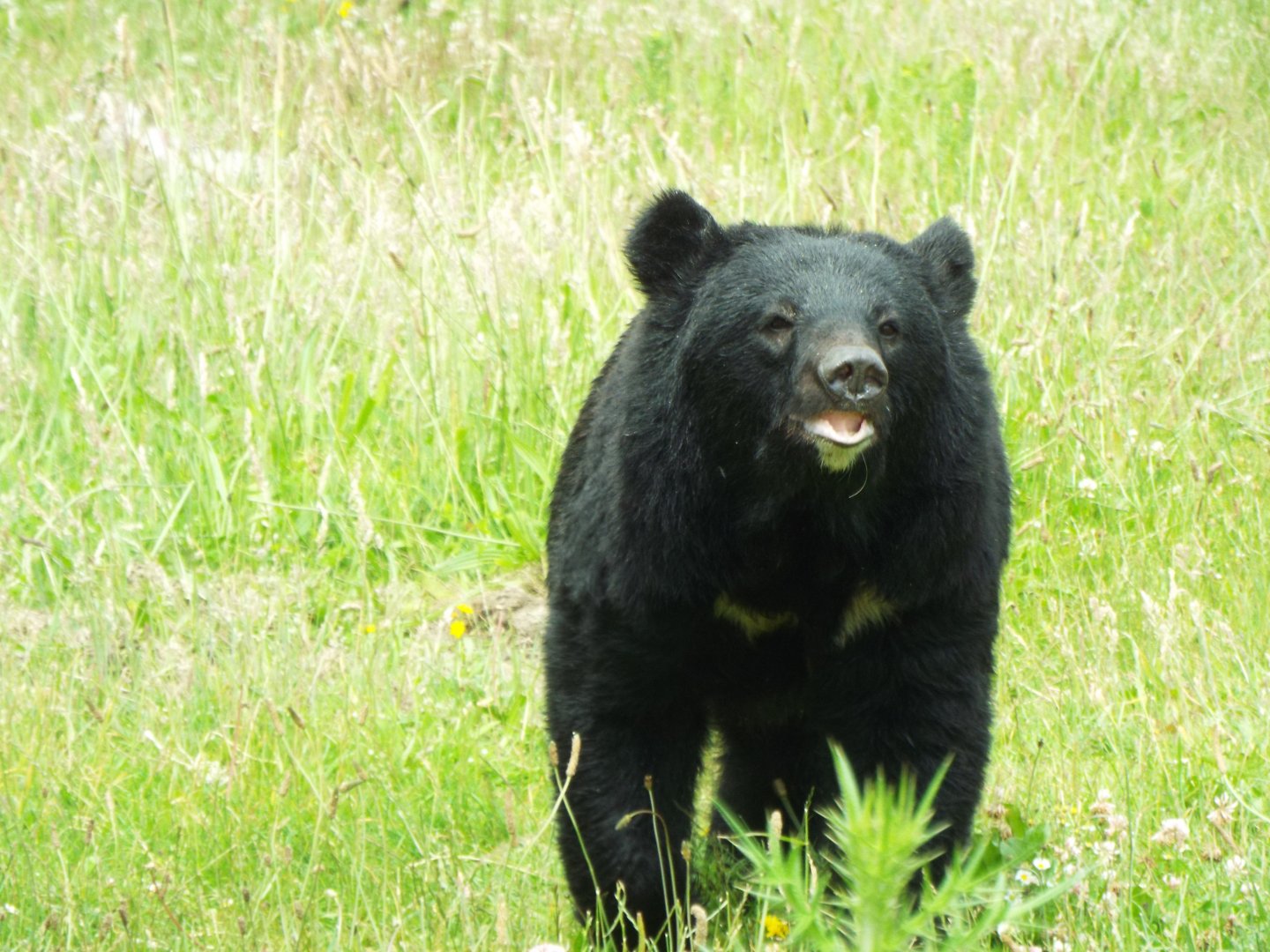 Asiatic Black Bear