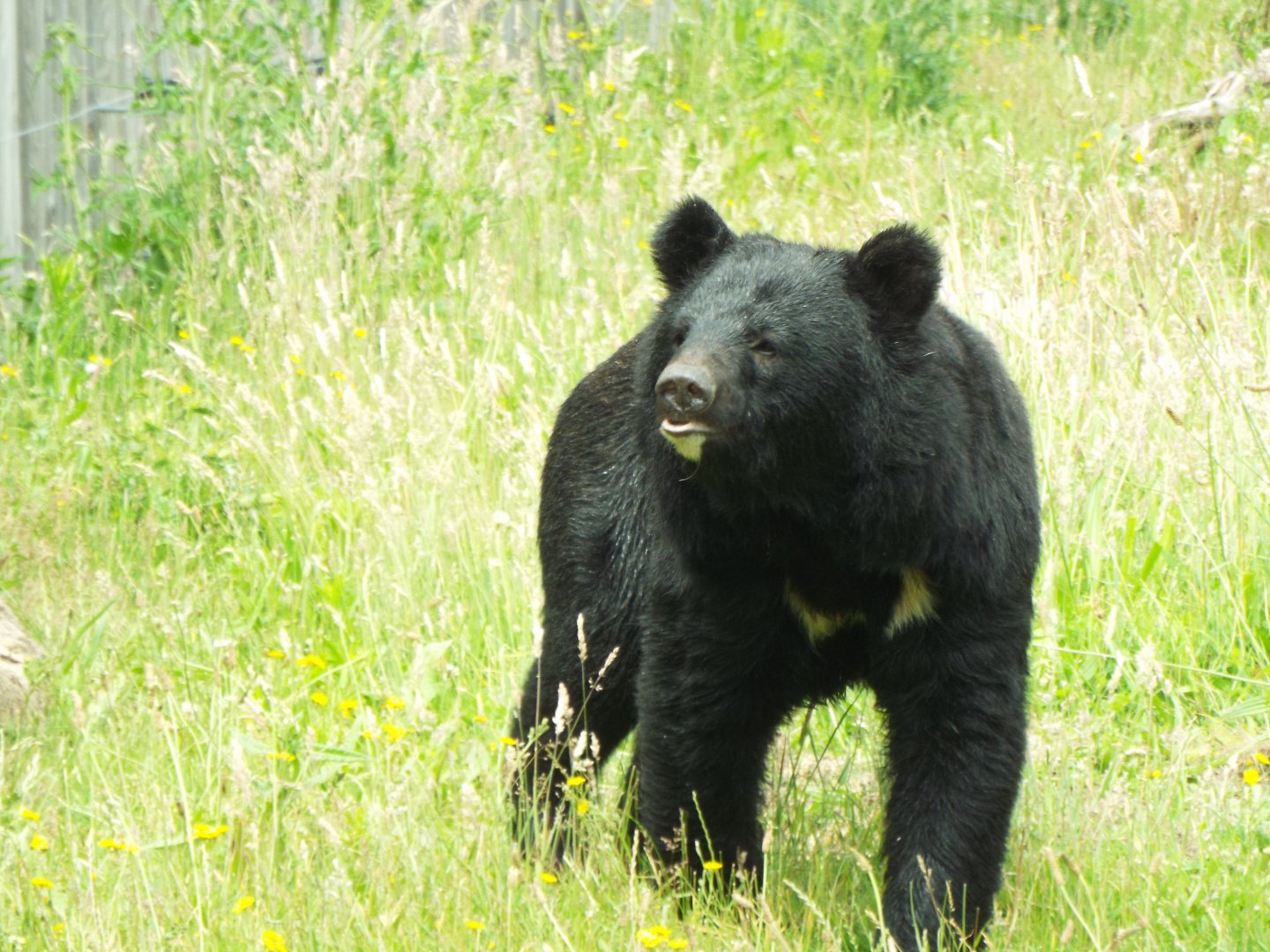 Asiatic Black Bear