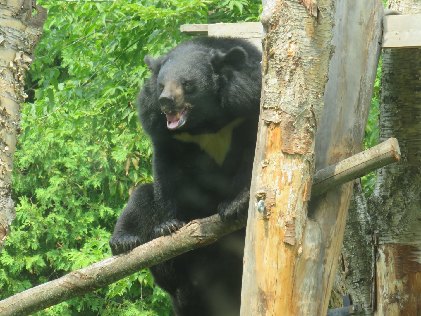 Asiatic black bear
