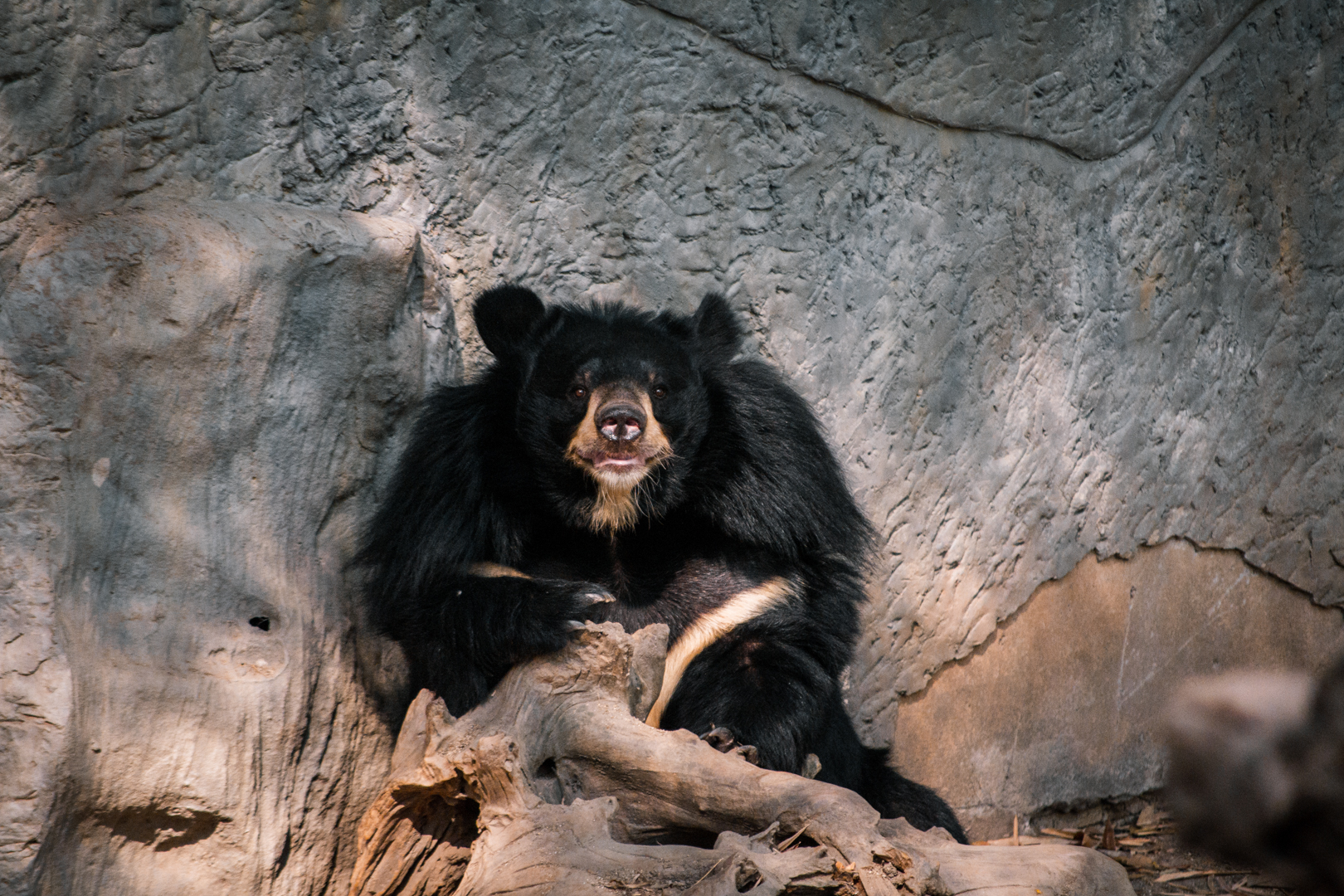 Asiatic Black Bear