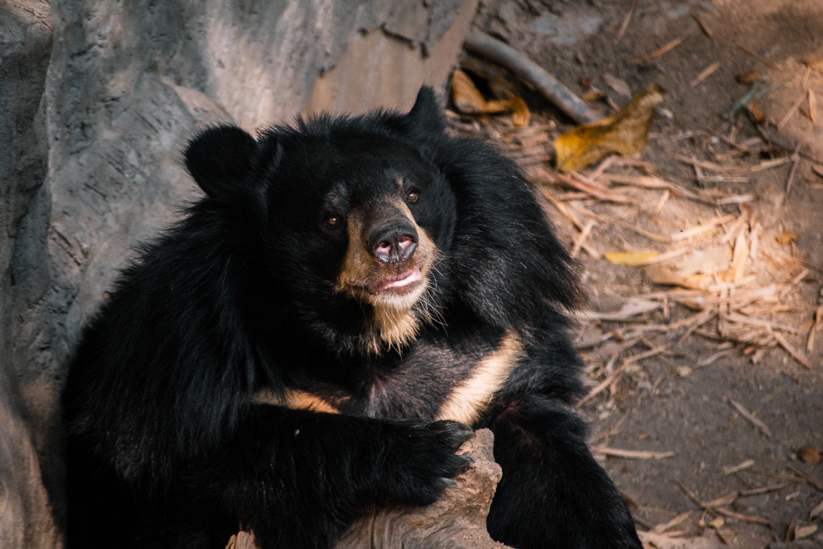 Asiatic Black Bear