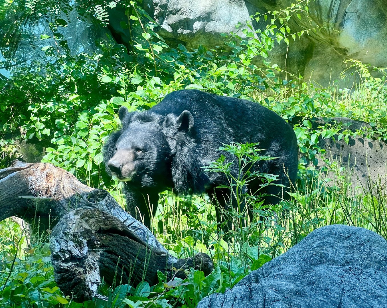 Asiatic Black Bear