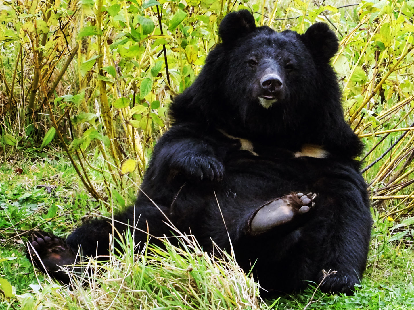 Asiatic Black Bear