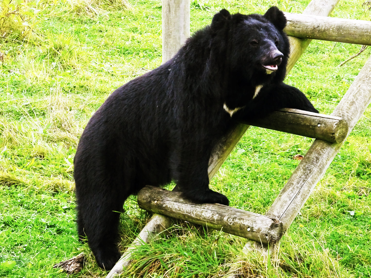 Asiatic Black Bear