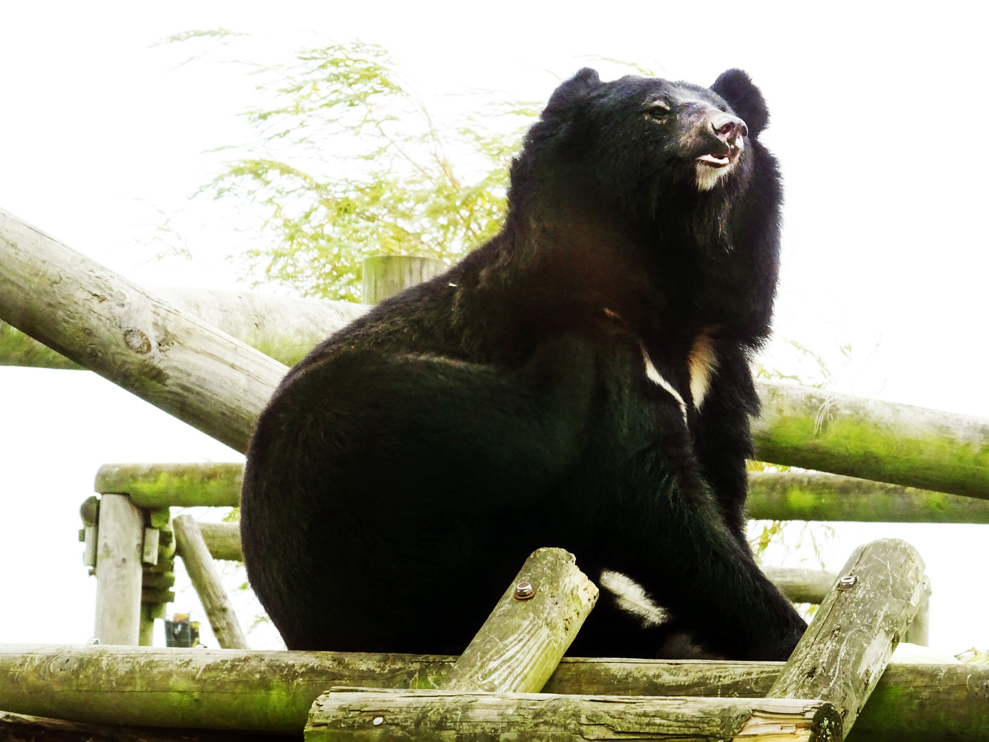 Asiatic Black Bear