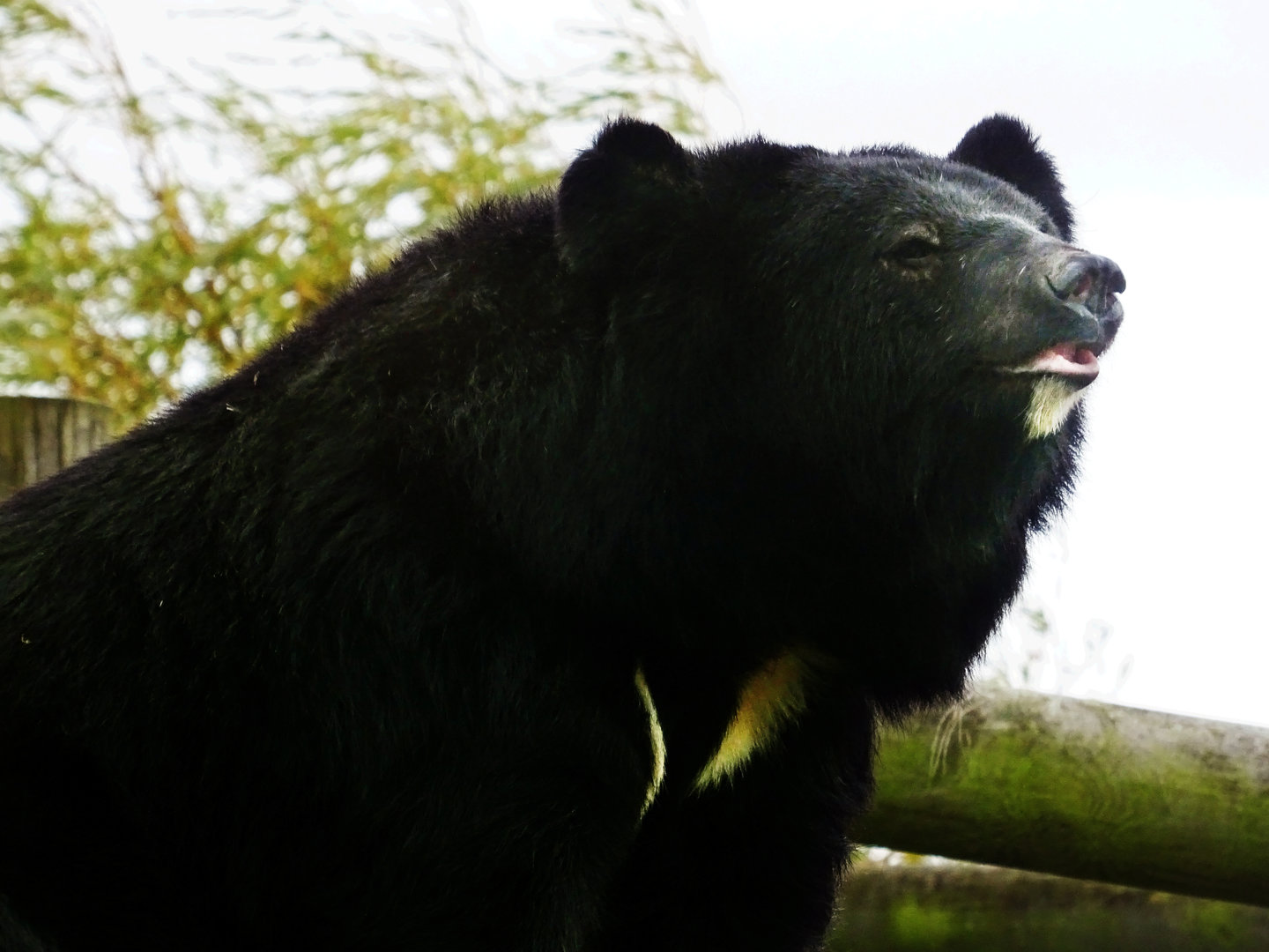 Asiatic Black Bear