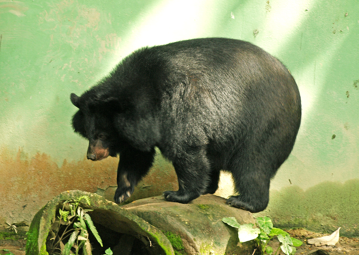 Asiatic black bear